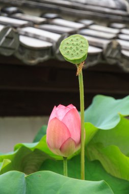 Lotus ve lotus tohum