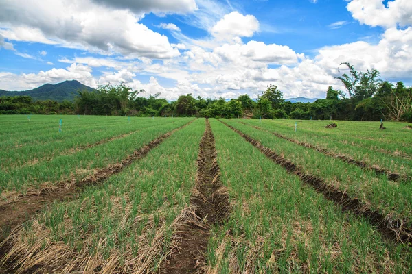 Cebolla de jardín — Foto de Stock