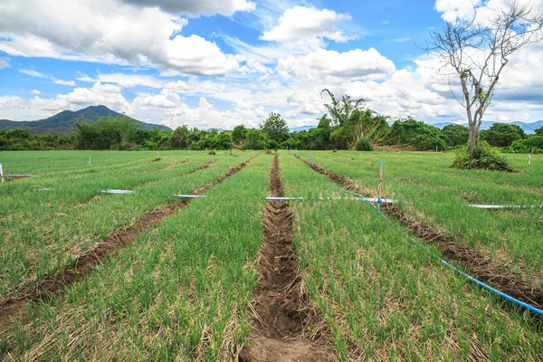 Cebolla de jardín — Foto de Stock