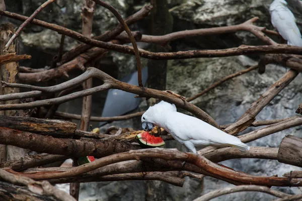 Белый попугай-ара — стоковое фото