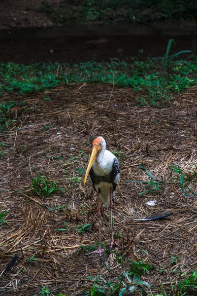 Målade stork — Stockfoto