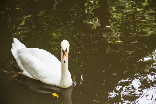 Cygne blanc — Photo