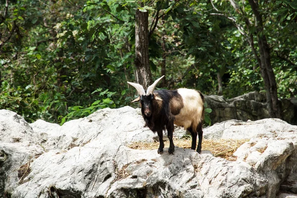 Mountain goats — Stock Photo, Image