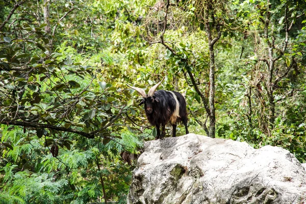 Mountain goats — Stock Photo, Image