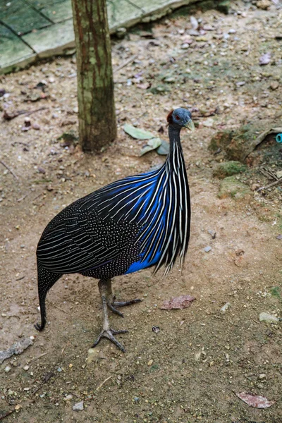 Vulturina africana — Foto Stock