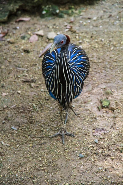 Afrika vulturine — Stok fotoğraf