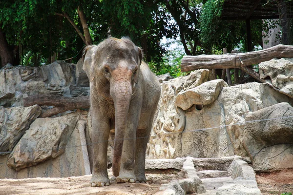 Elephant — Stock Photo, Image