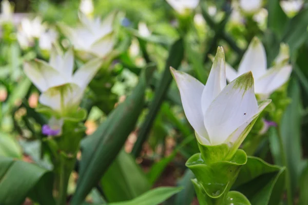 Siam Tulip — Stok Foto