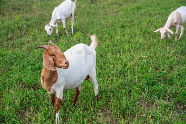 Goat farm — Stock Photo, Image