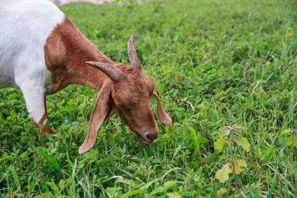 Goat farm — Stock Photo, Image