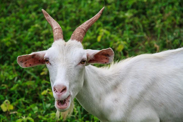 Goat farm — Stock Photo, Image