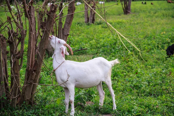 Goat farm — Stock Photo, Image