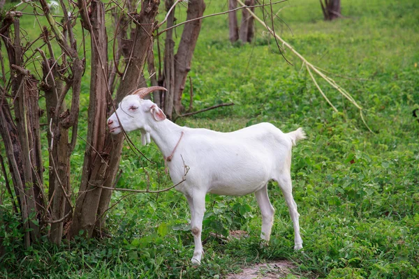 Goat farm — Stock Photo, Image