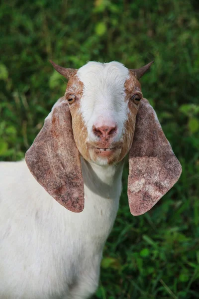 Goat farm — Stock Photo, Image