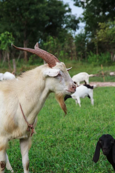 Goat farm — Stock Photo, Image