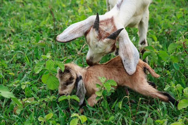 Goat farm — Stock Photo, Image