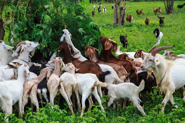 Goat farm — Stock Photo, Image