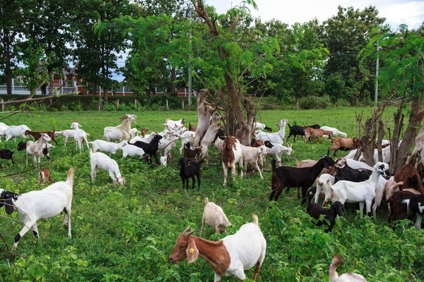 Goat farm — Stock Photo, Image