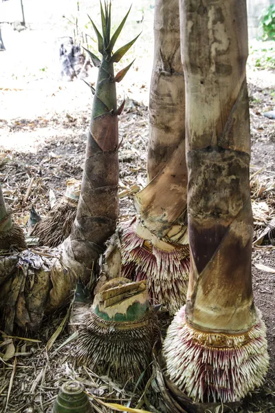 Bambu sürgün