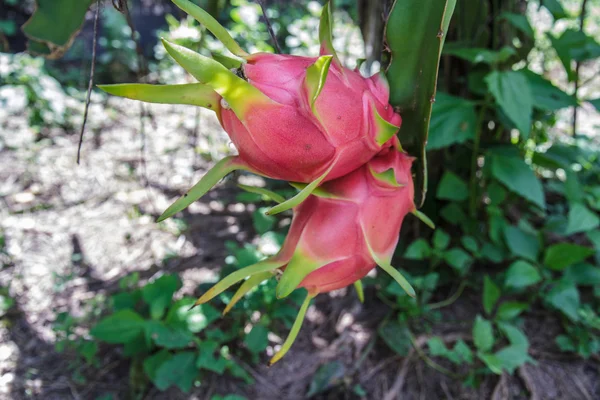 Drachenfrucht — Stockfoto