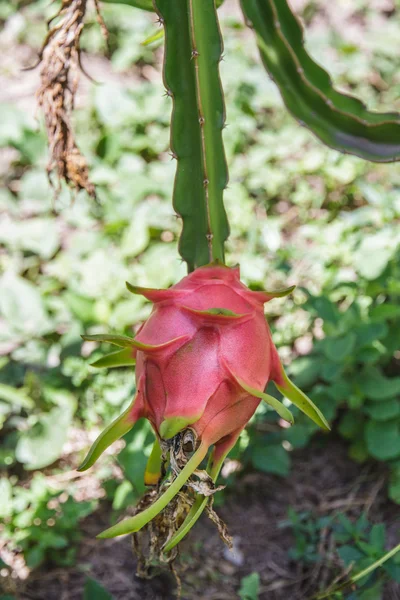 Buah naga — Stok Foto