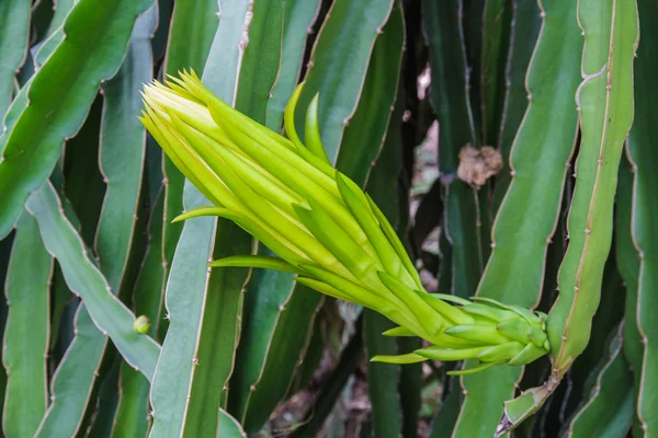 Buah naga — Stok Foto