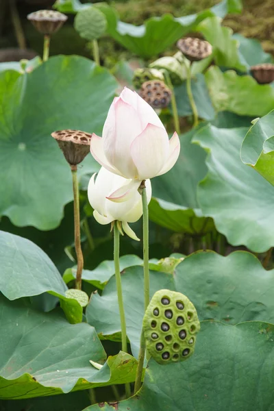 Semillas de loto y loto — Foto de Stock