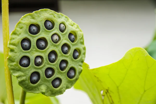 Lotus seed