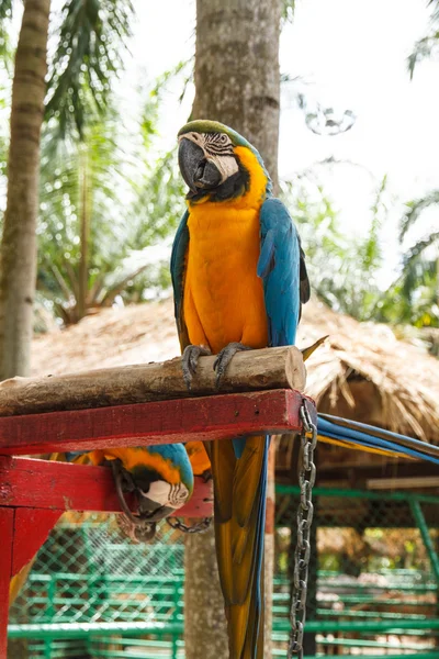 Parrot macaw — Stock Photo, Image