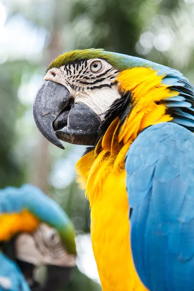 Parrot macaw — Stock Photo, Image