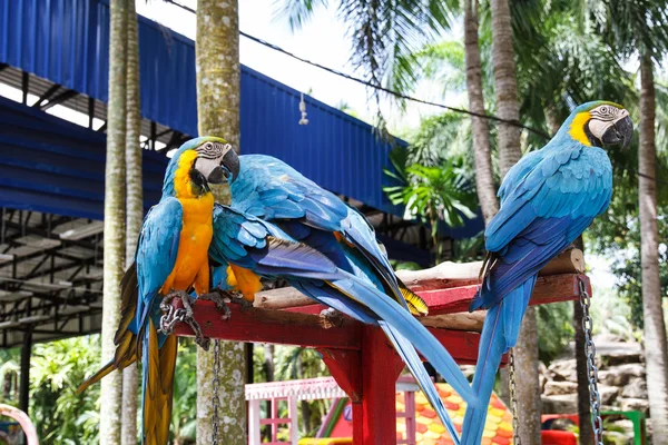 オウムのコンゴウインコ — ストック写真