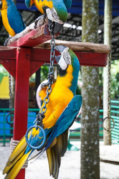 Parrot macaw — Stock Photo, Image