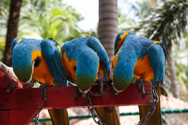 Parrot macaw — Stock Photo, Image