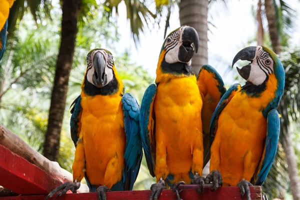 Papegaai Ara — Stockfoto