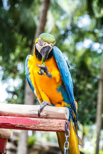 オウムのコンゴウインコ — ストック写真