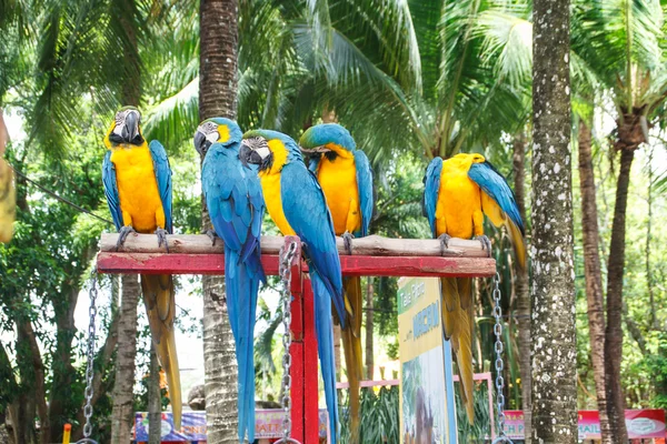 Guacamayo loro — Foto de Stock