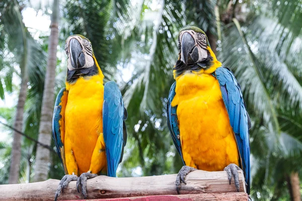 Parrot macaw — Stock Photo, Image