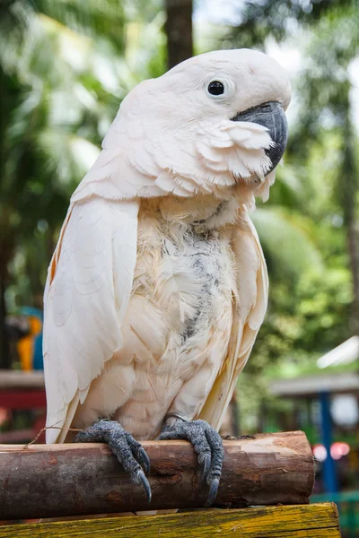 Parrot macaw — Stock Photo, Image