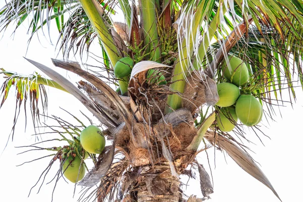 Albero di cocco — Foto Stock