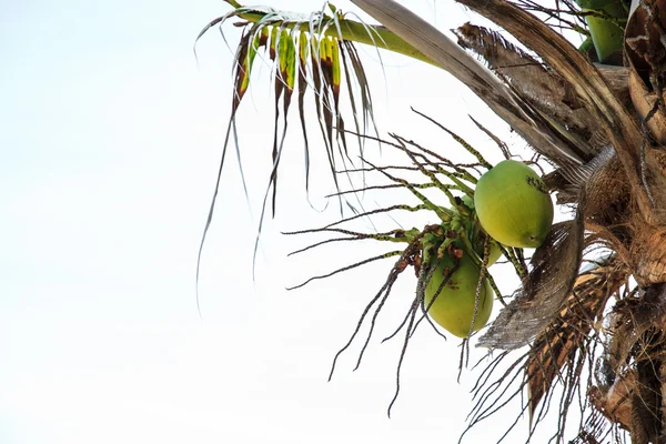 Albero di cocco — Foto Stock