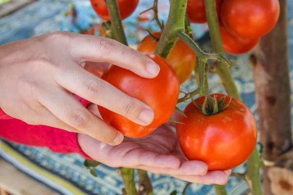 Tomaten — Stockfoto