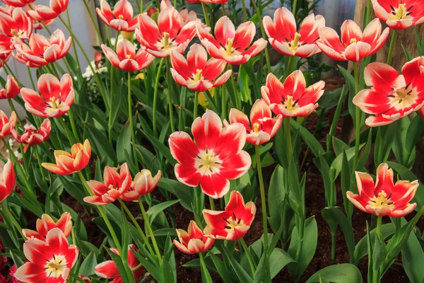 Red and White Tulips — Stock Photo, Image