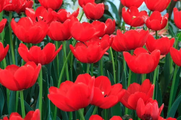 Red Tulips — Stock Photo, Image