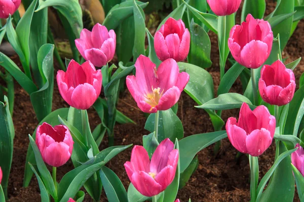 Purple Tulips — Stock Photo, Image