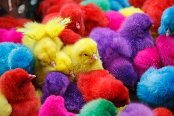 Color pollo — Foto de Stock