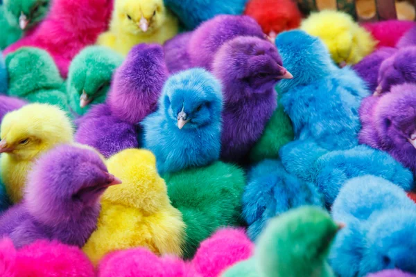 Color pollo — Foto de Stock