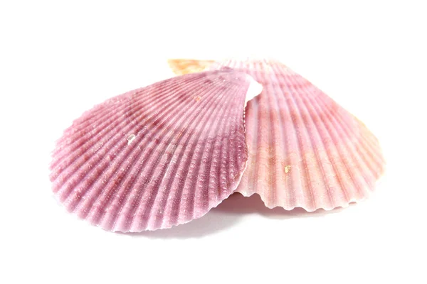 Shell — Stock Photo, Image