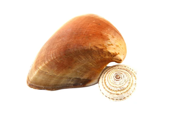 Shell — Stock Photo, Image