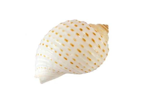 Shell — Stock Photo, Image