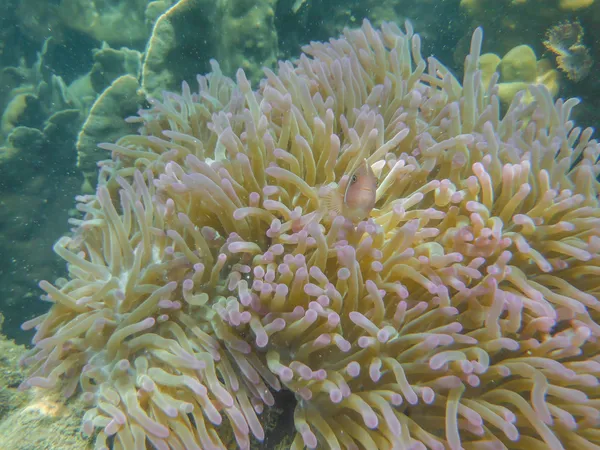 Morski anemon — Zdjęcie stockowe